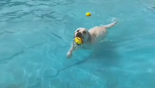 Bouncing Dog Treat Ball