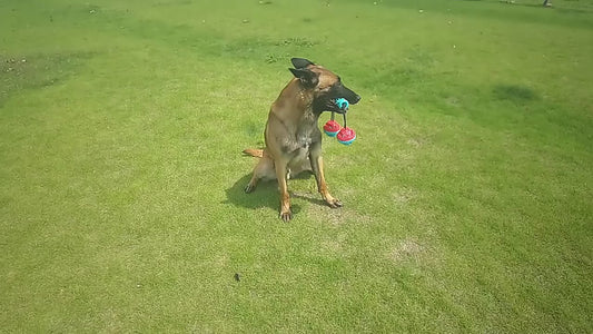 PawTug™ Interactive Ball – A